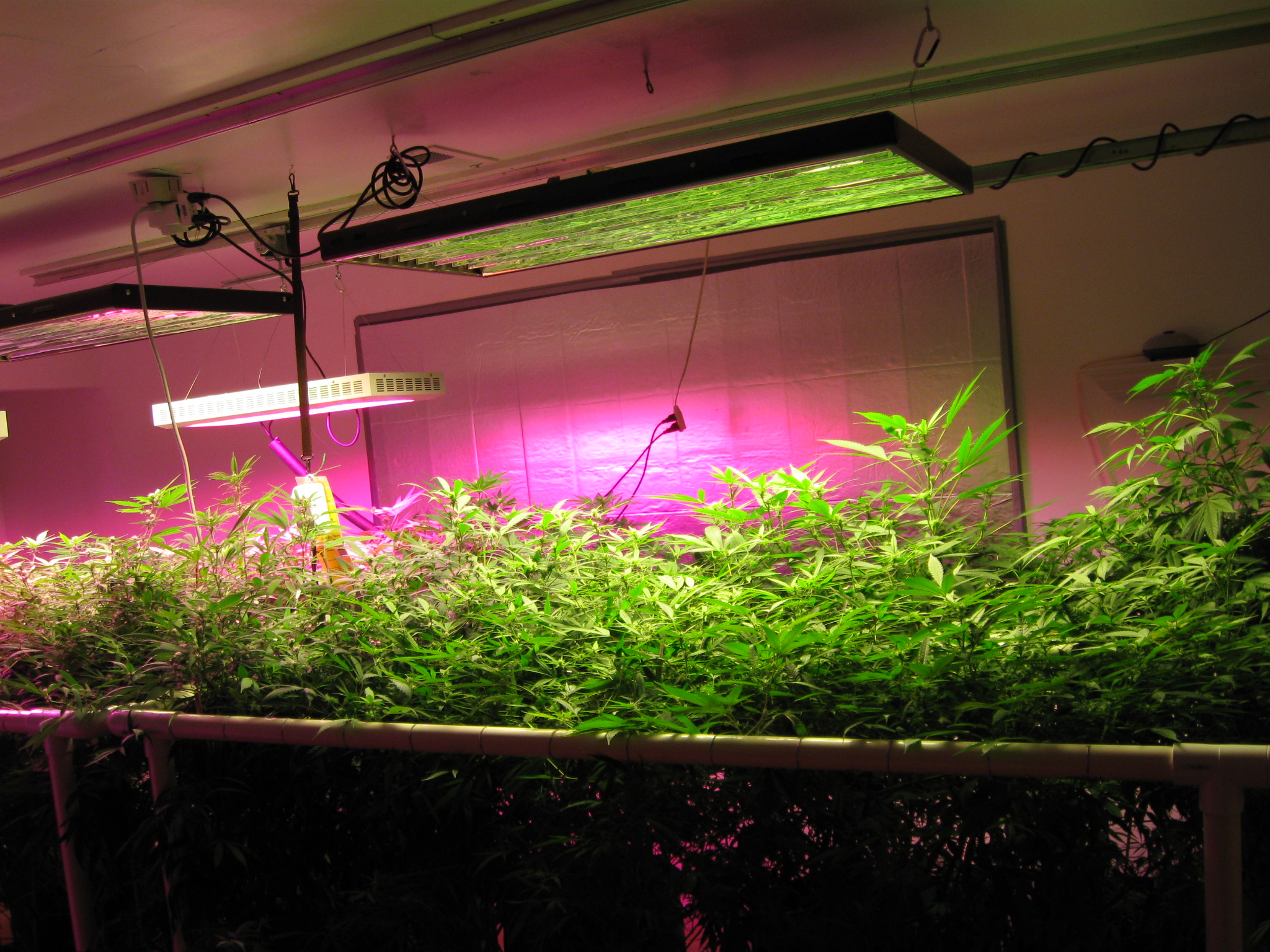LED植物灯在温室栽培中的应用技术与设计分析