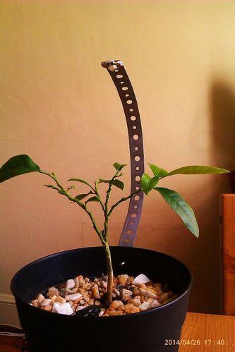 电池供电的led植物生长灯的制作教程